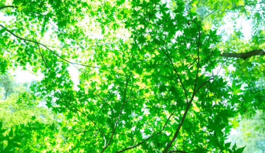 美しいものを、美しいまま見る